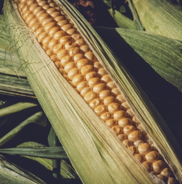 corn-3705687_1280