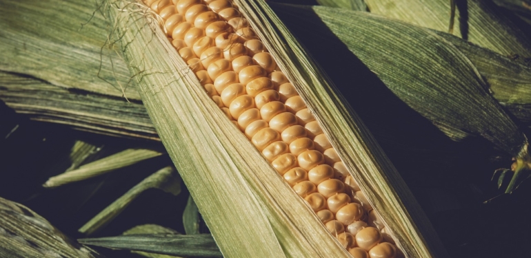 corn-3705687_1280