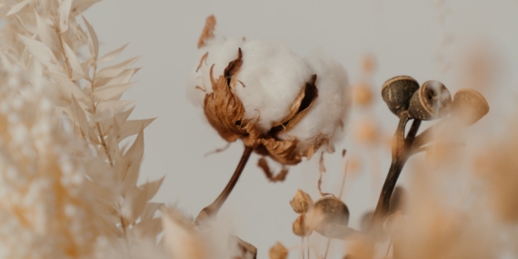 Pamuk Borsası Nedir ? Pamuk Nasıl Alınır ?