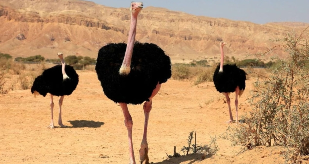 Nijer'de 70 Yıl Sonra Kuzey Afrika Deve Kuşları Doğaya Bırakıldı