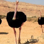 Nijer'de 70 Yıl Sonra Kuzey Afrika Deve Kuşları Doğaya Bırakıldı